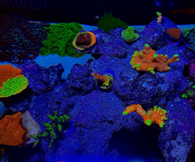 Coral Library Preview