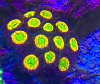 Coral Library Preview