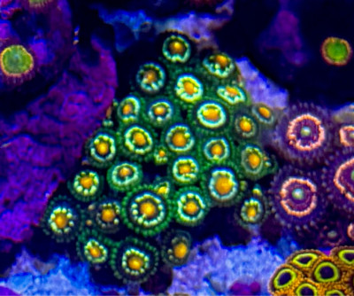 Daisy Cutter Zoanthids