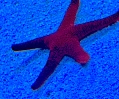 Linckia Starfish