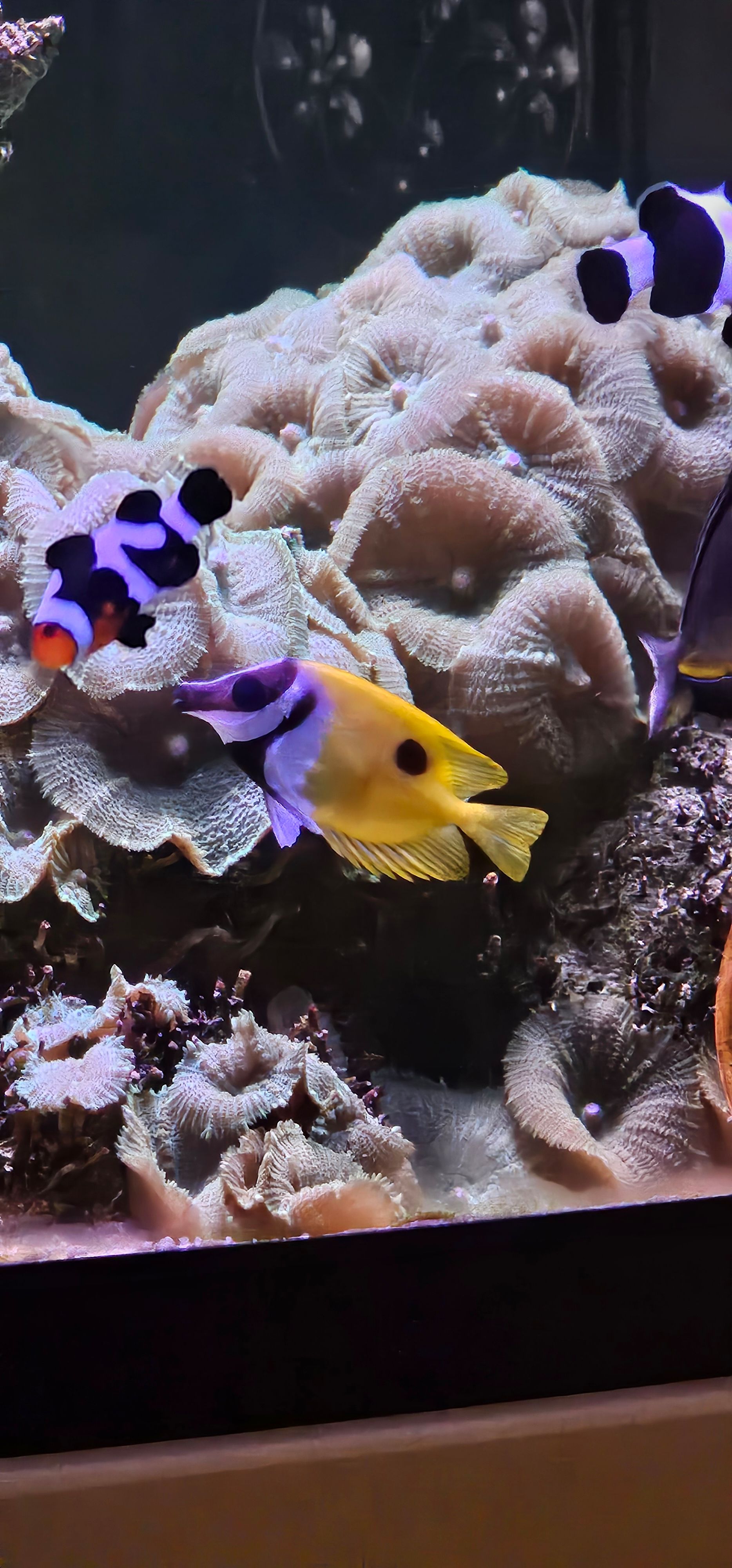 Foxface Rabbitfish