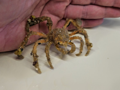 Decorator Crab