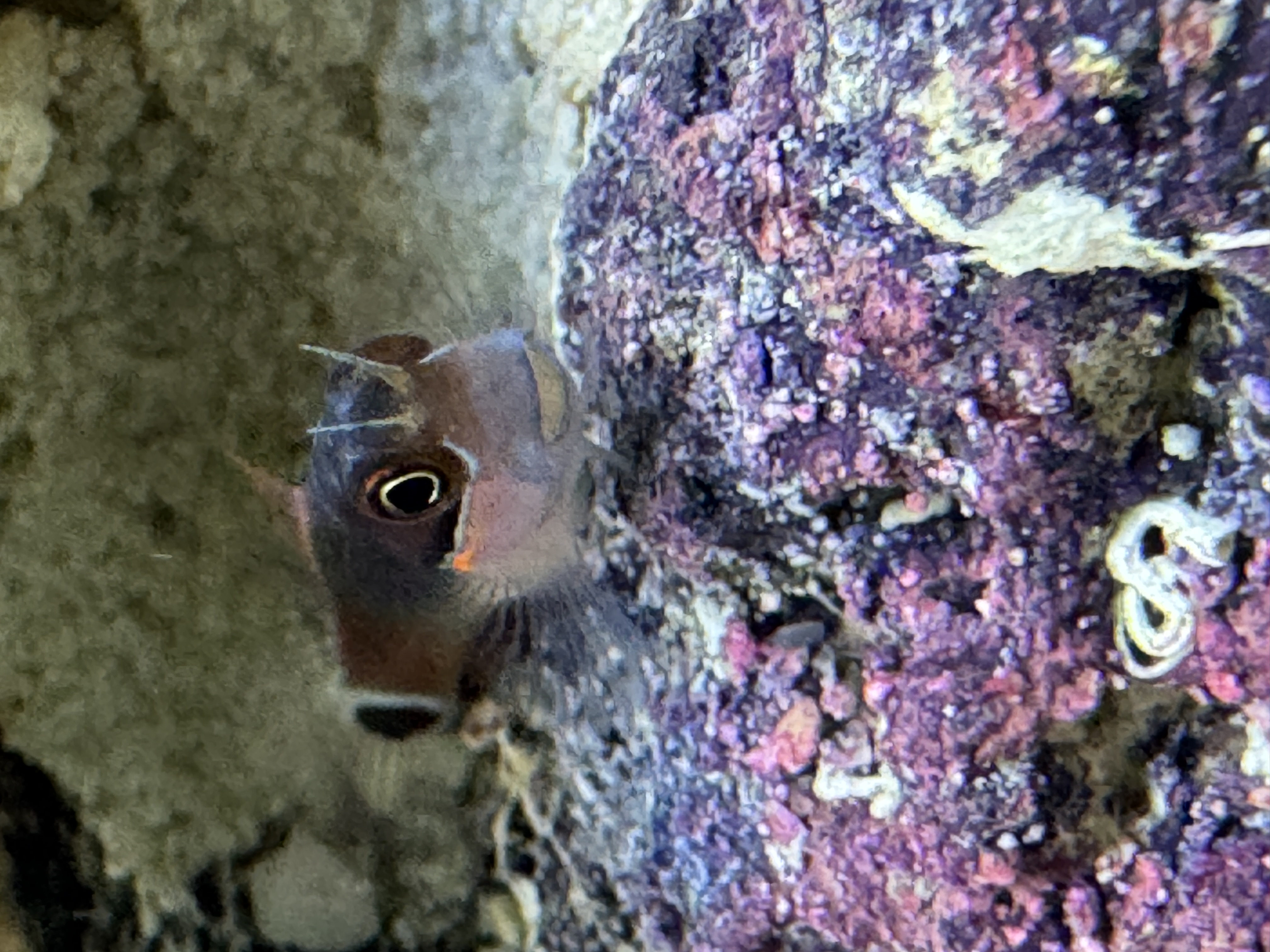 Tailspot Blenny