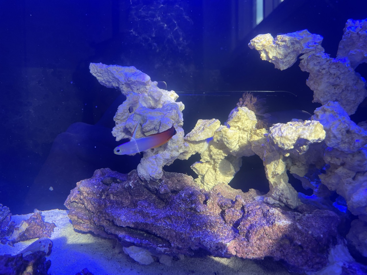 Firefish Goby