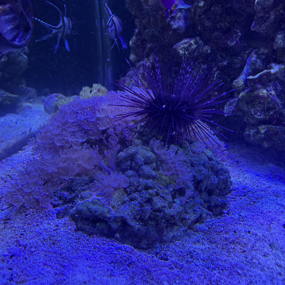 Black Long-Spined Sea Urchin