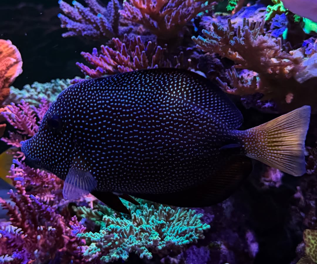 Gem Tang