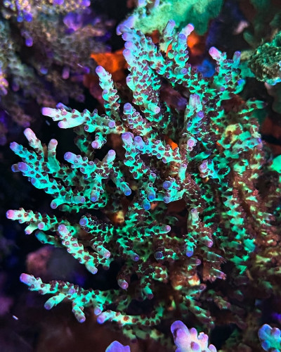 BC Rainbows in Spain (Frag)