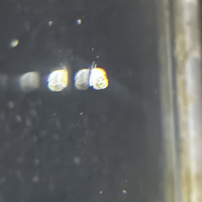 Collonista Snail